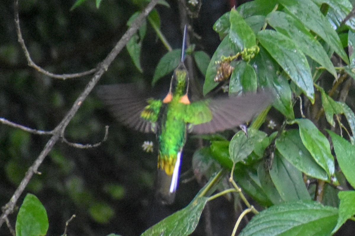 rustbrystinka - ML647230945