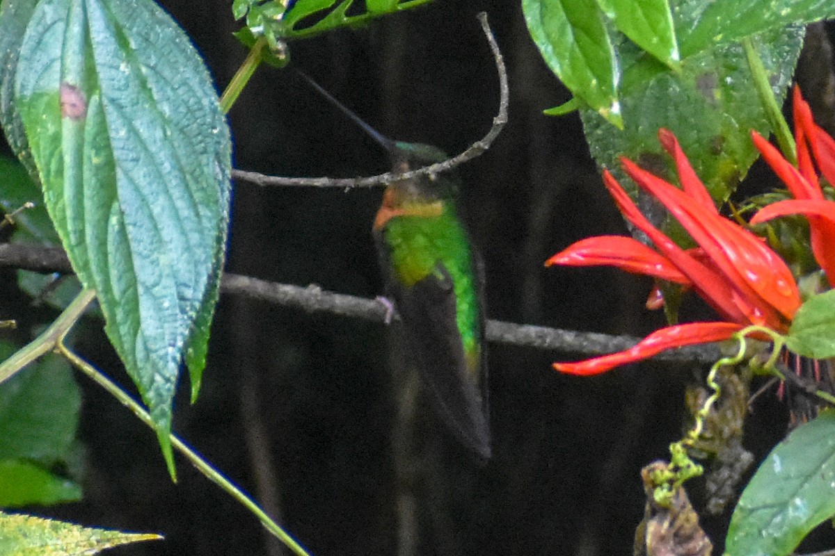 rustbrystinka - ML647230947