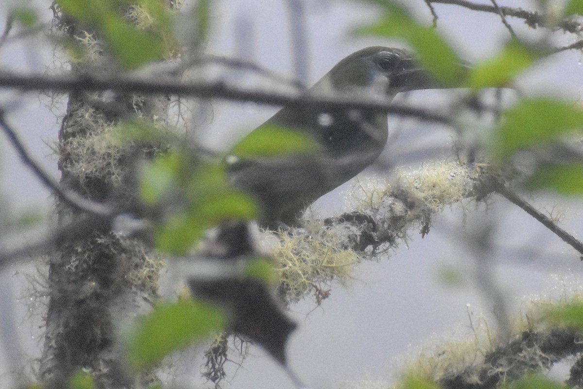 Blue-banded Toucanet - ML647230950