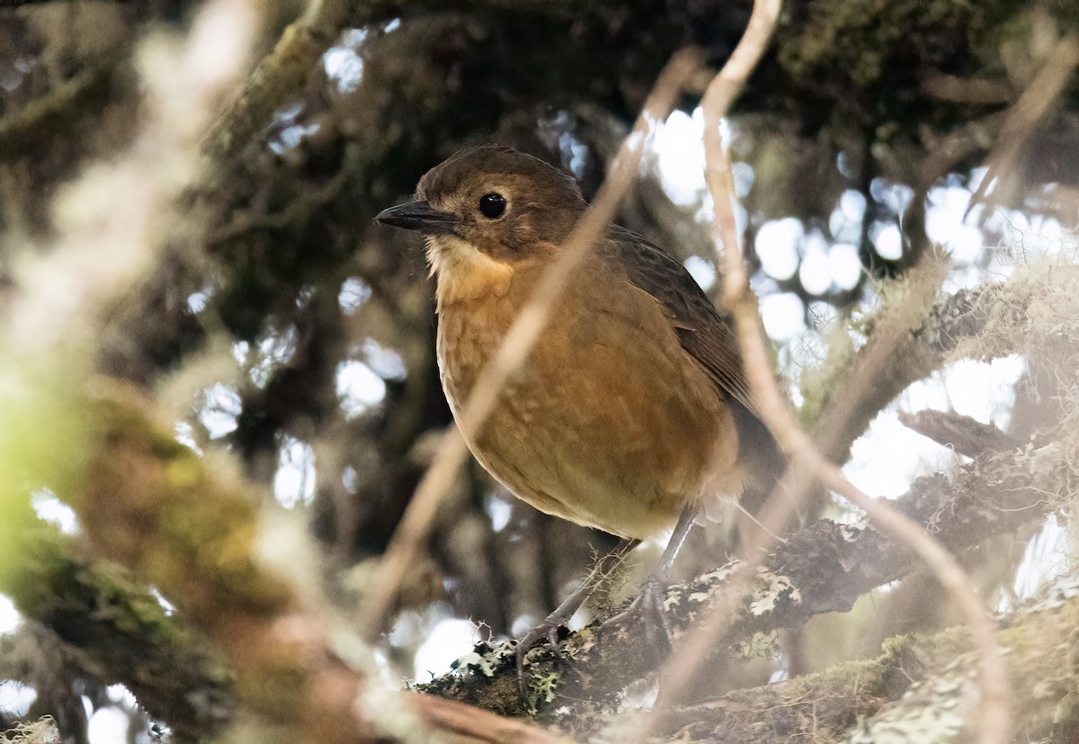 Tawny Antpitta - ML647230952