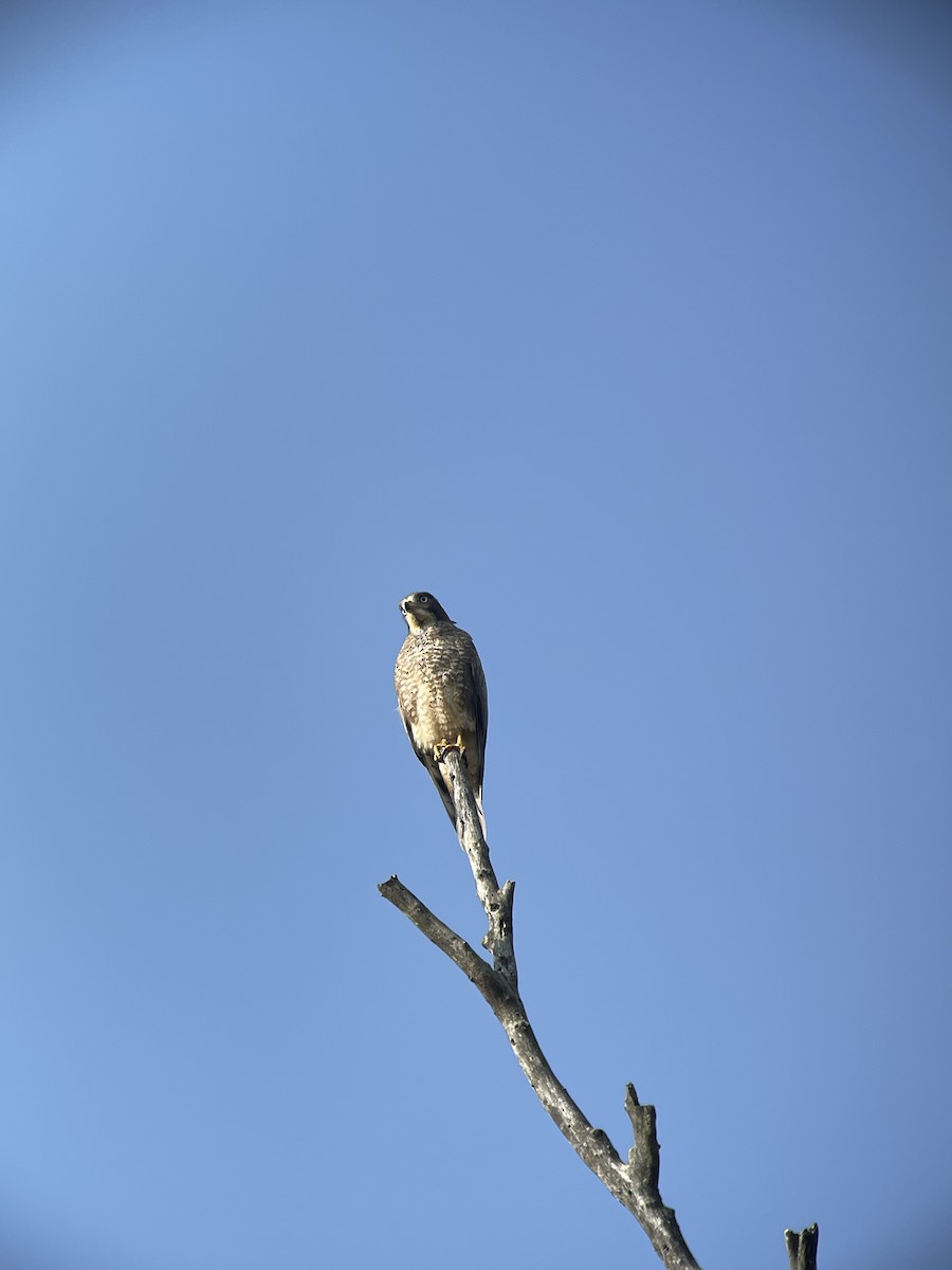 White-eyed Buzzard - ML647230954