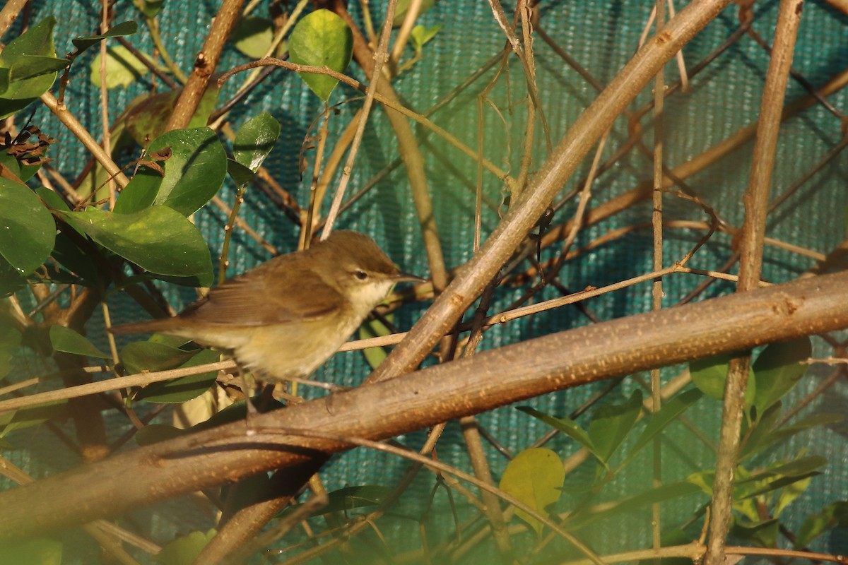 Sasi-txori txikia - ML647230955