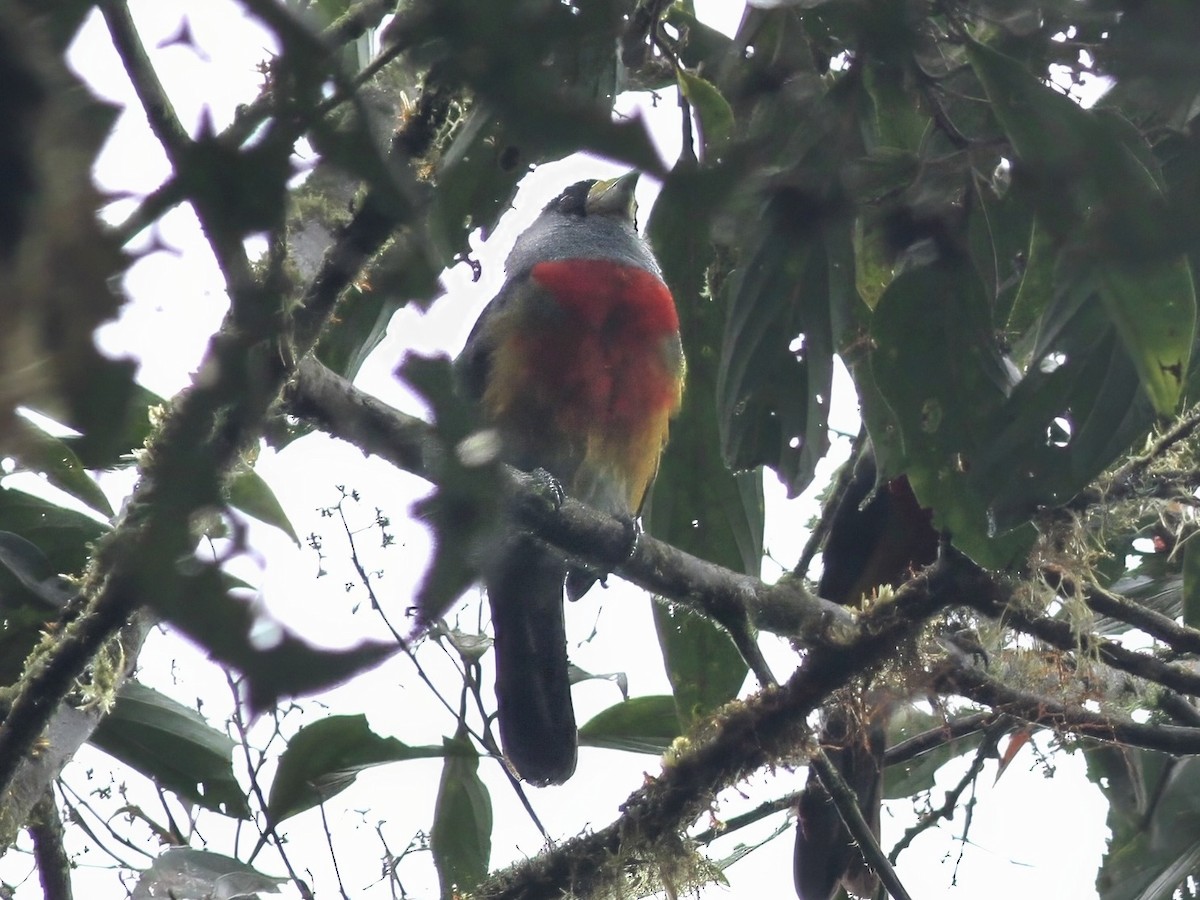 Toucan Barbet - ML647230956
