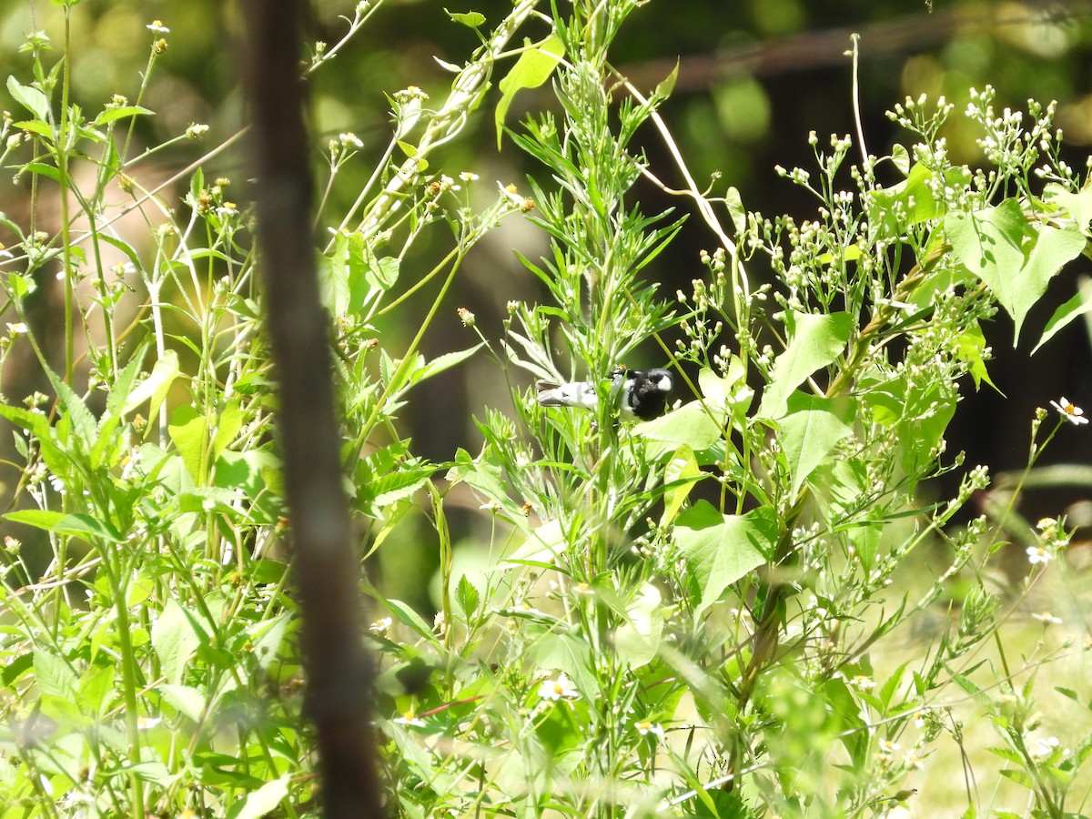 Black-and-white Seedeater - ML647230960