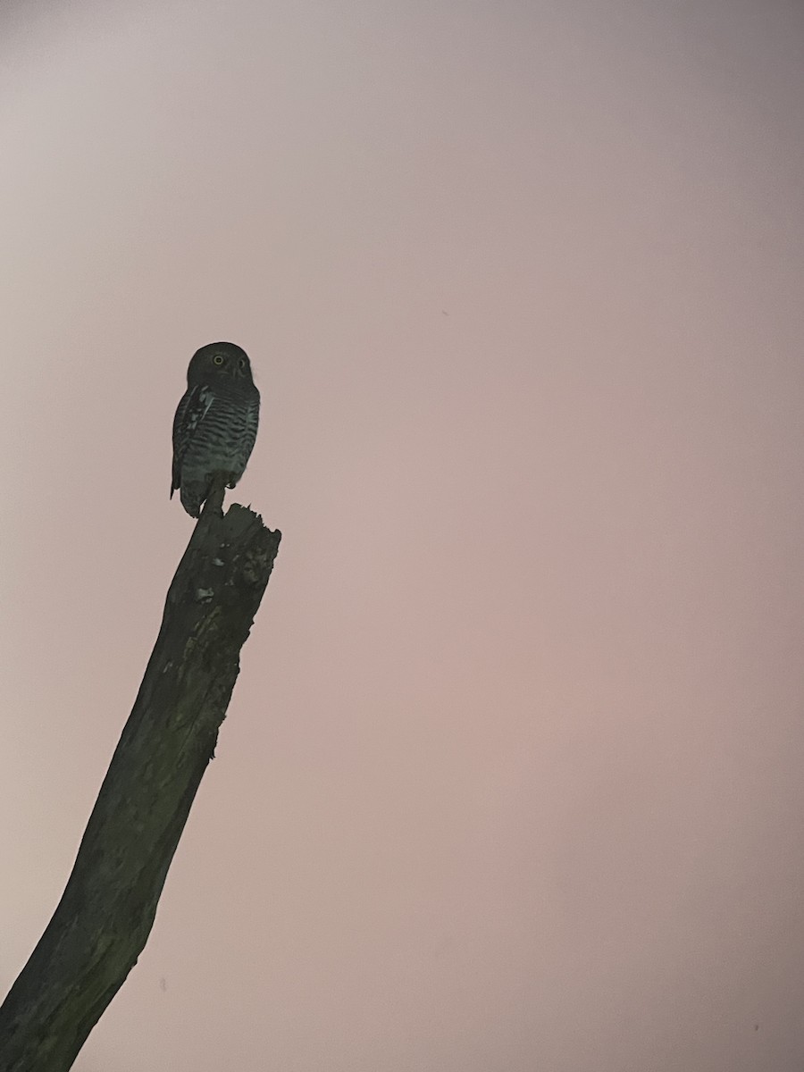 Jungle Owlet - ML647230963