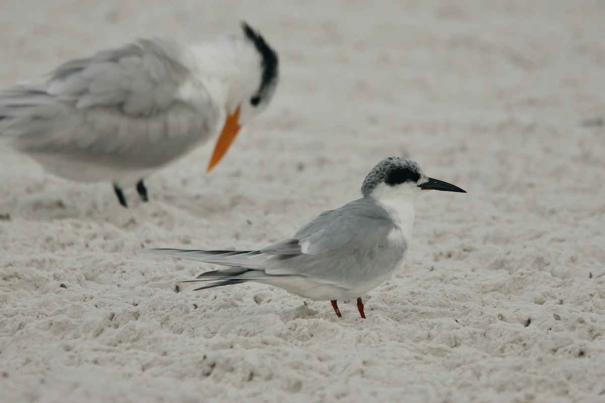 Forster's Tern - ML647230964