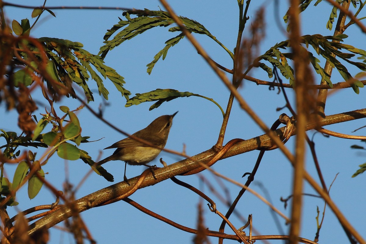 Common Chiffchaff - ML647230966
