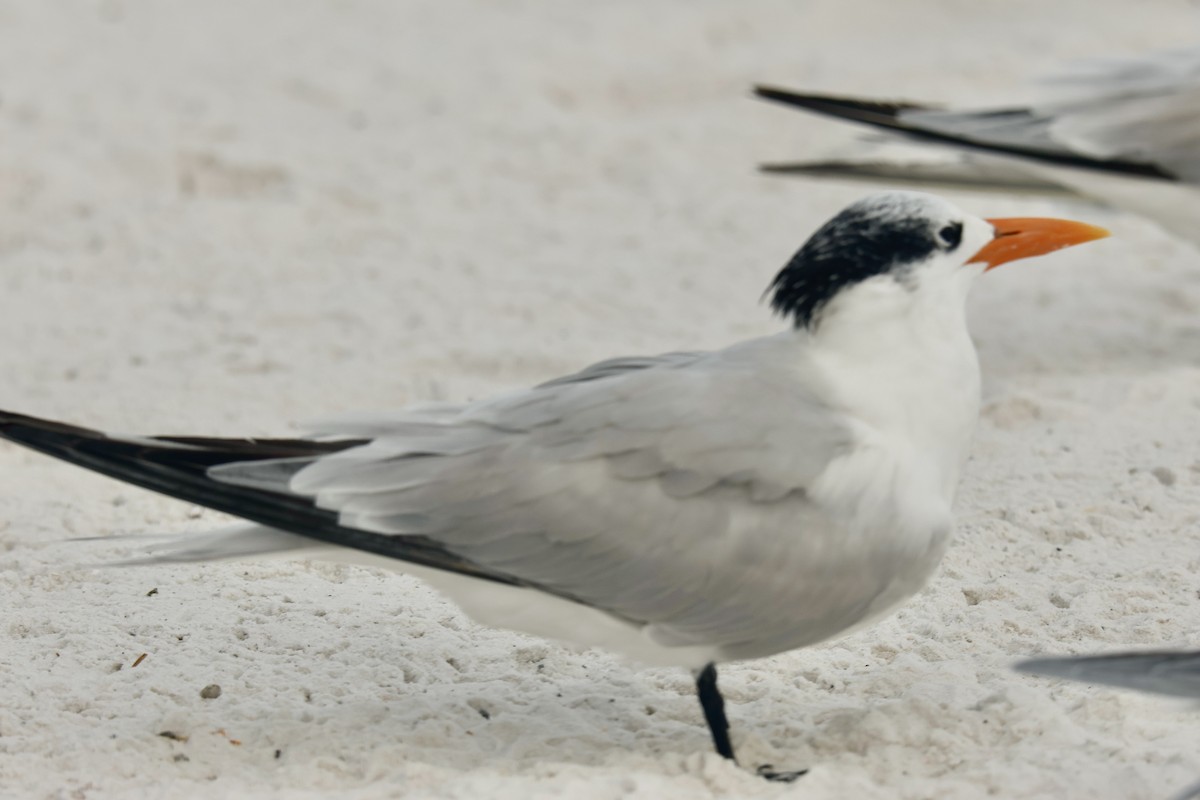 Крячок королівський - ML647230971