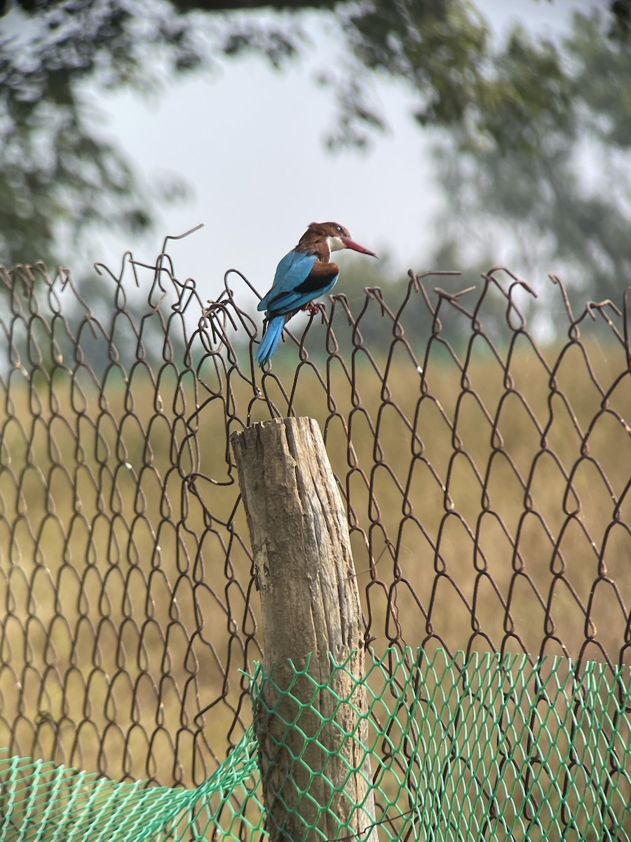 White-throated Kingfisher - ML647230972
