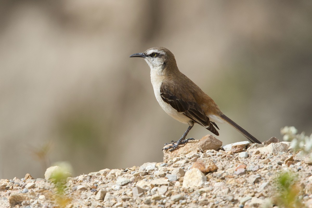 Пересмішник рудий - ML647230973