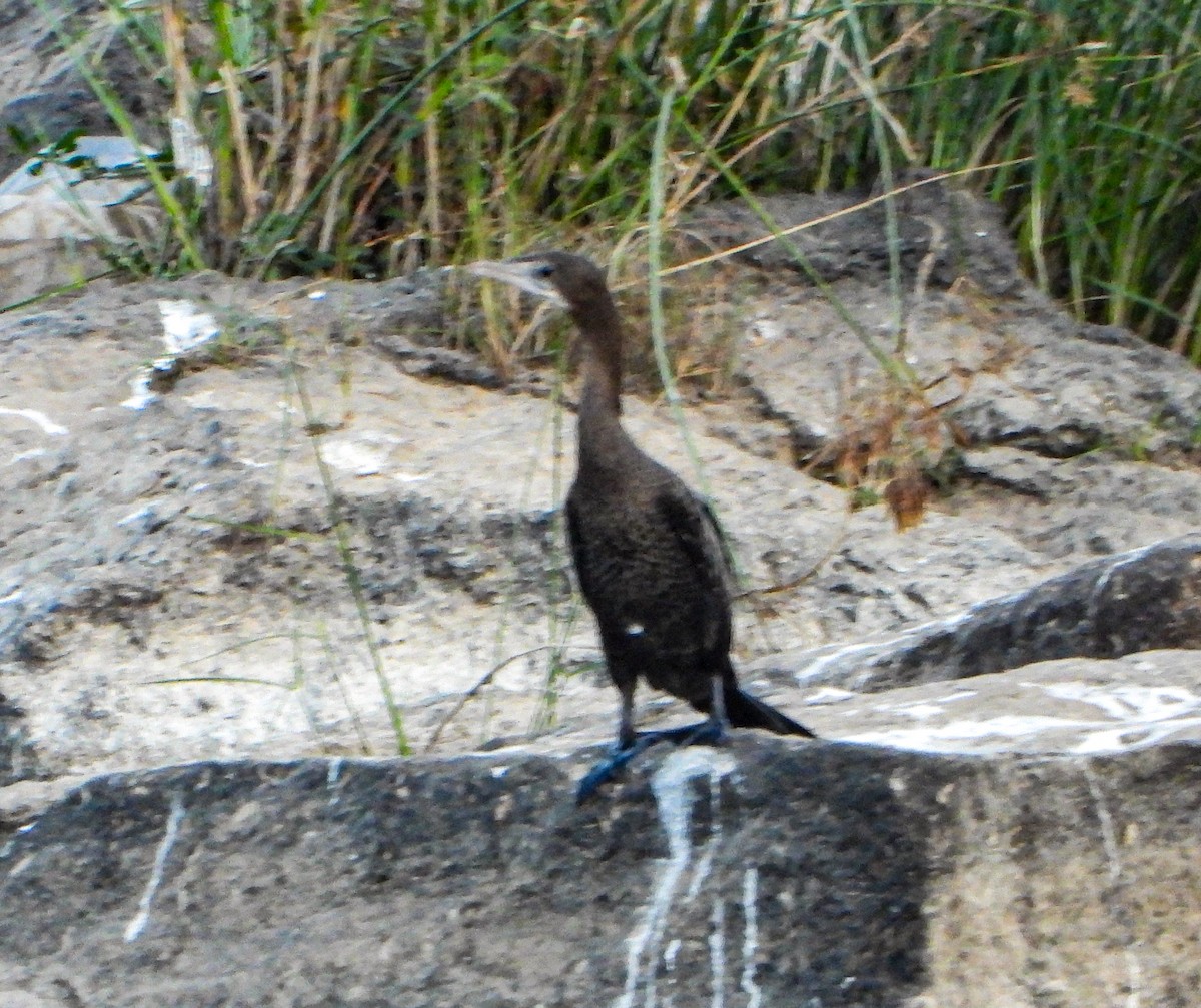 Little Cormorant - ML647230974