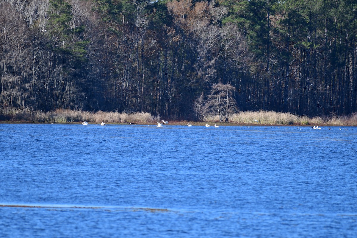 Pelikano zuri amerikarra - ML647230975