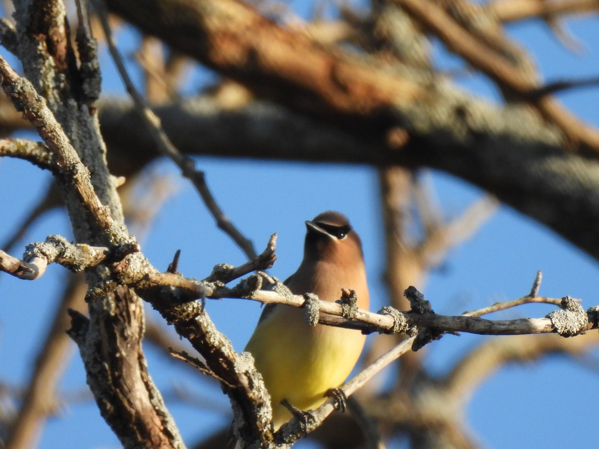 Buztanori amerikarra - ML647230976