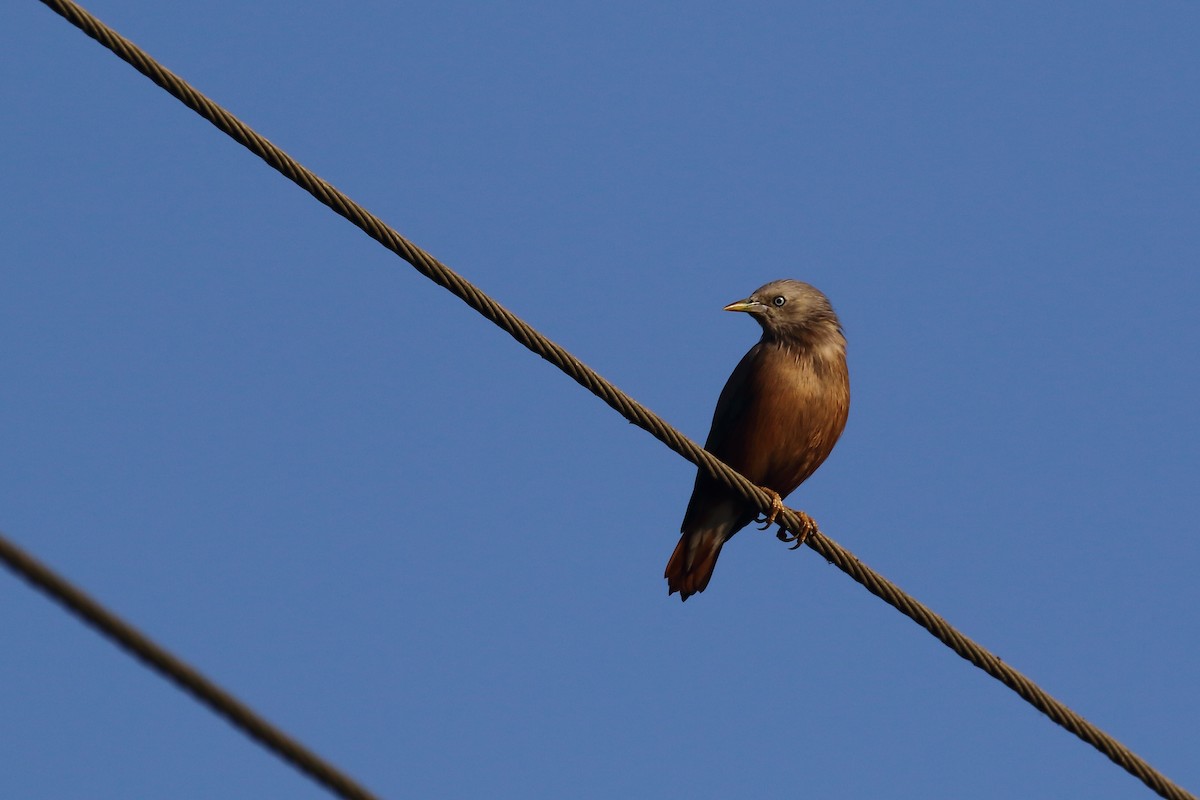 Chestnut-tailed Starling - ML647230977