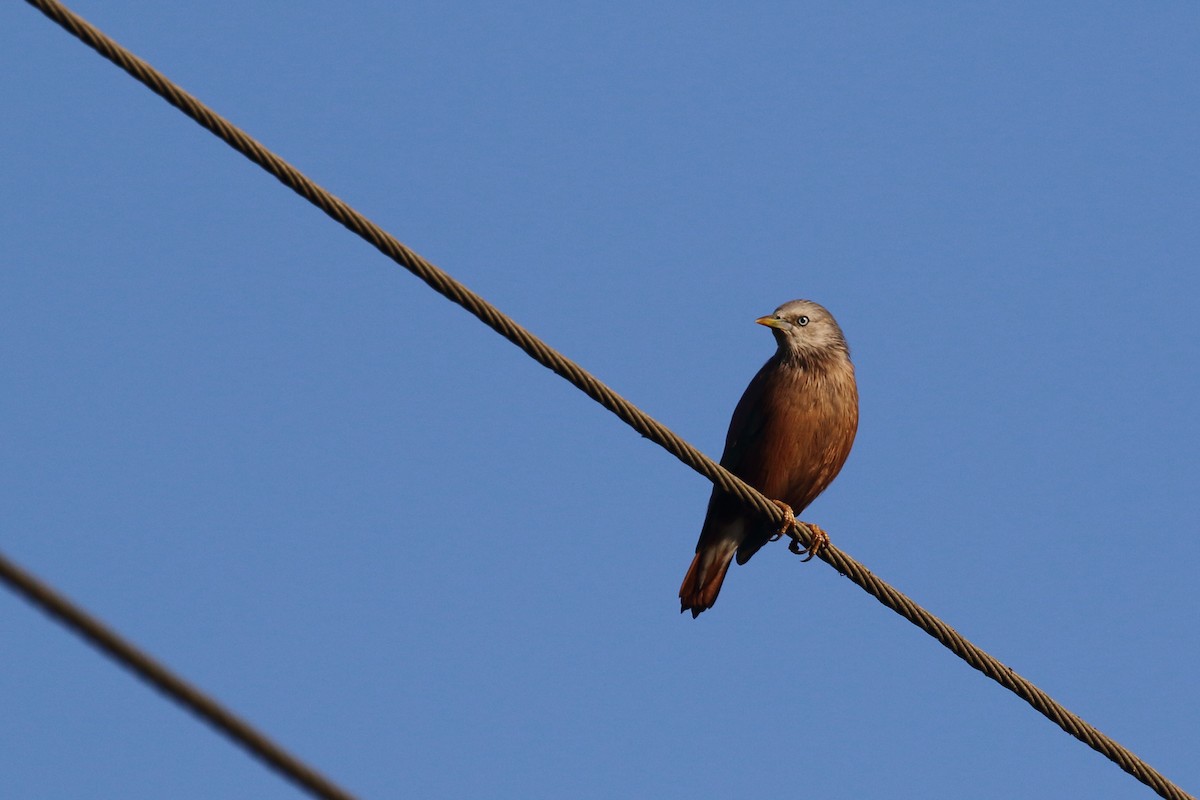 Chestnut-tailed Starling - ML647230978