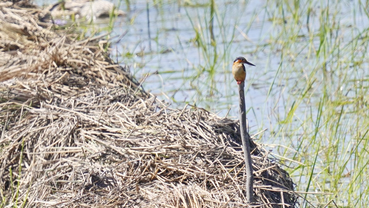 Malagasy Kingfisher - ML647230980