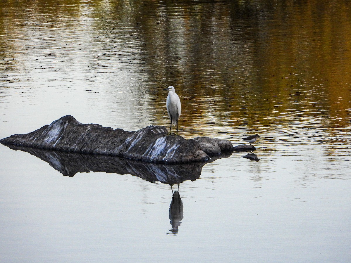 Koartzatxo txikia - ML647230981