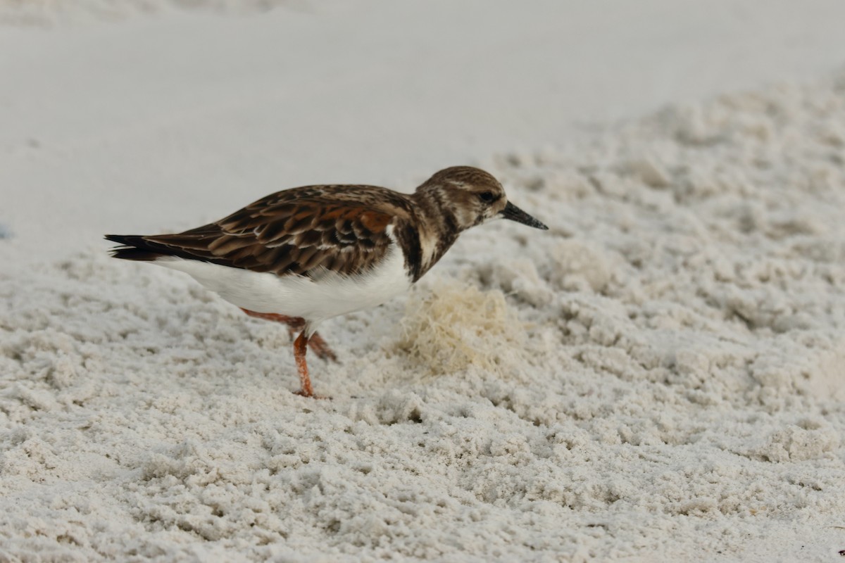 Harri-iraulari arrunta - ML647230982