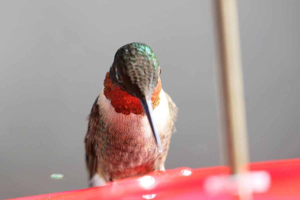 Рубиновогорлый колибри - ML647230983