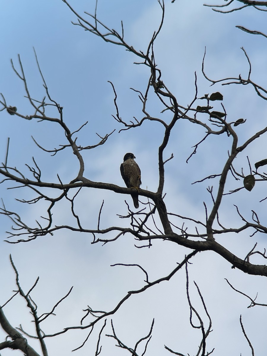 Belatz handia - ML647230984