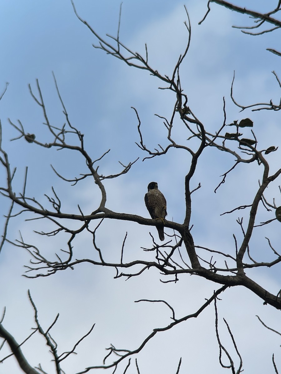 Belatz handia - ML647230985