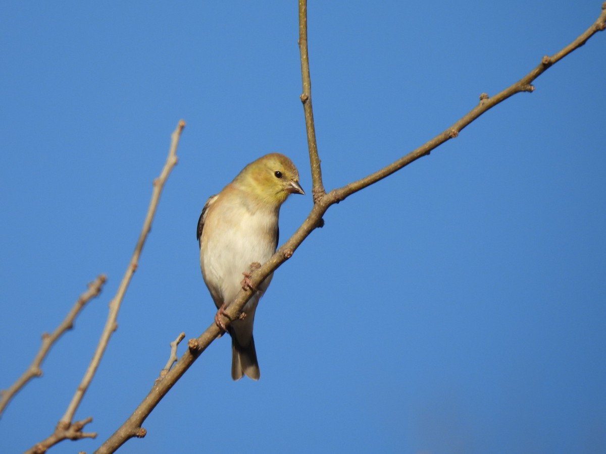 American Goldfinch - ML647230986
