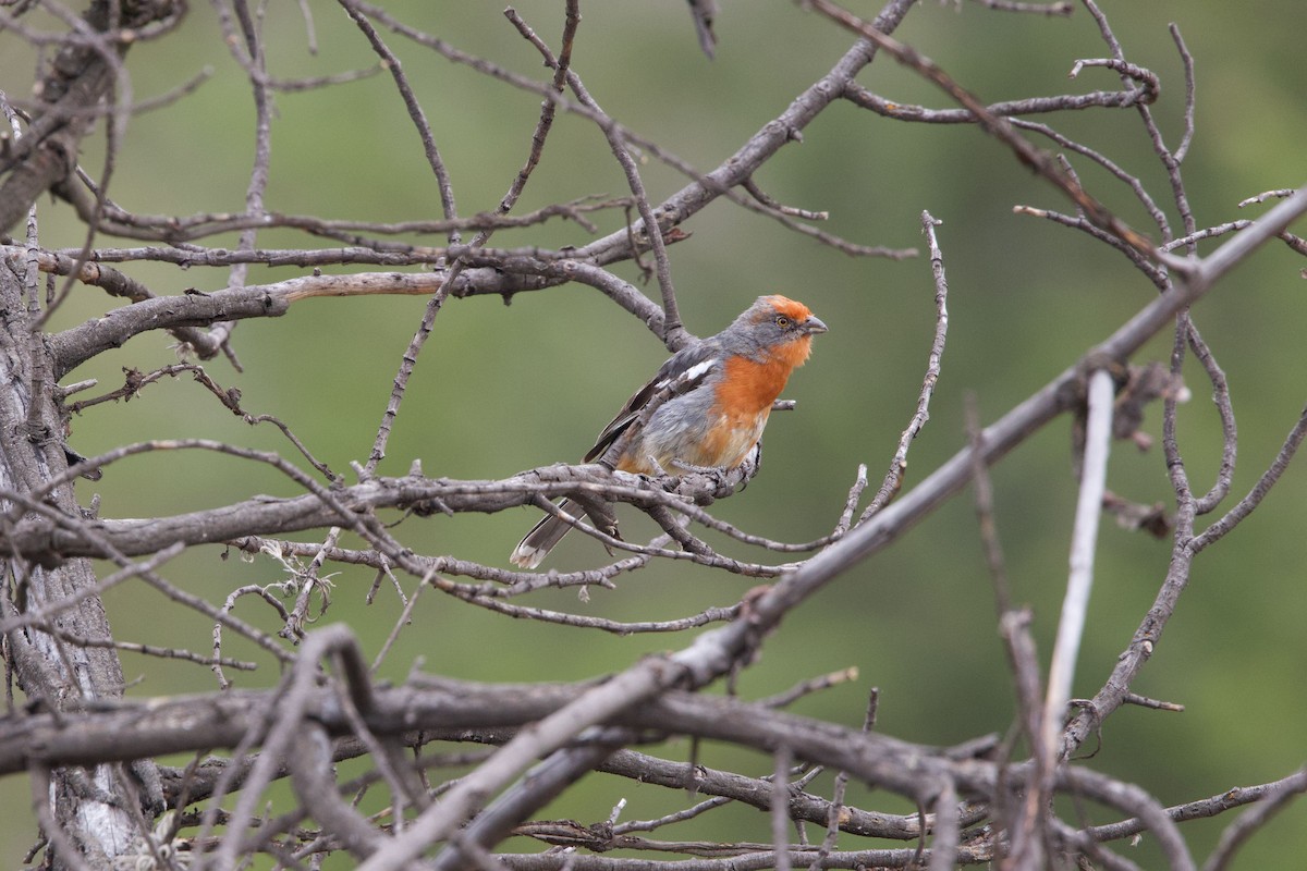 White-tipped Plantcutter - ML647230987