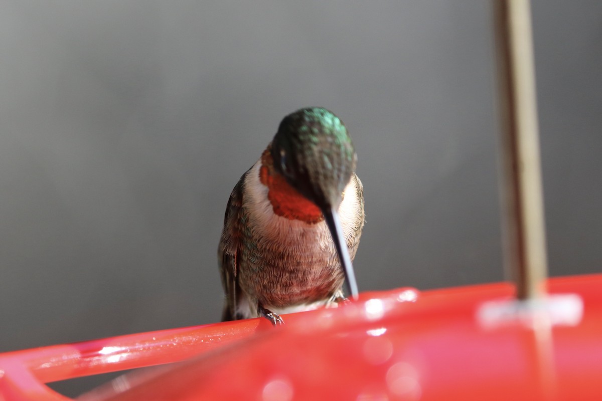 Рубиновогорлый колибри - ML647230989