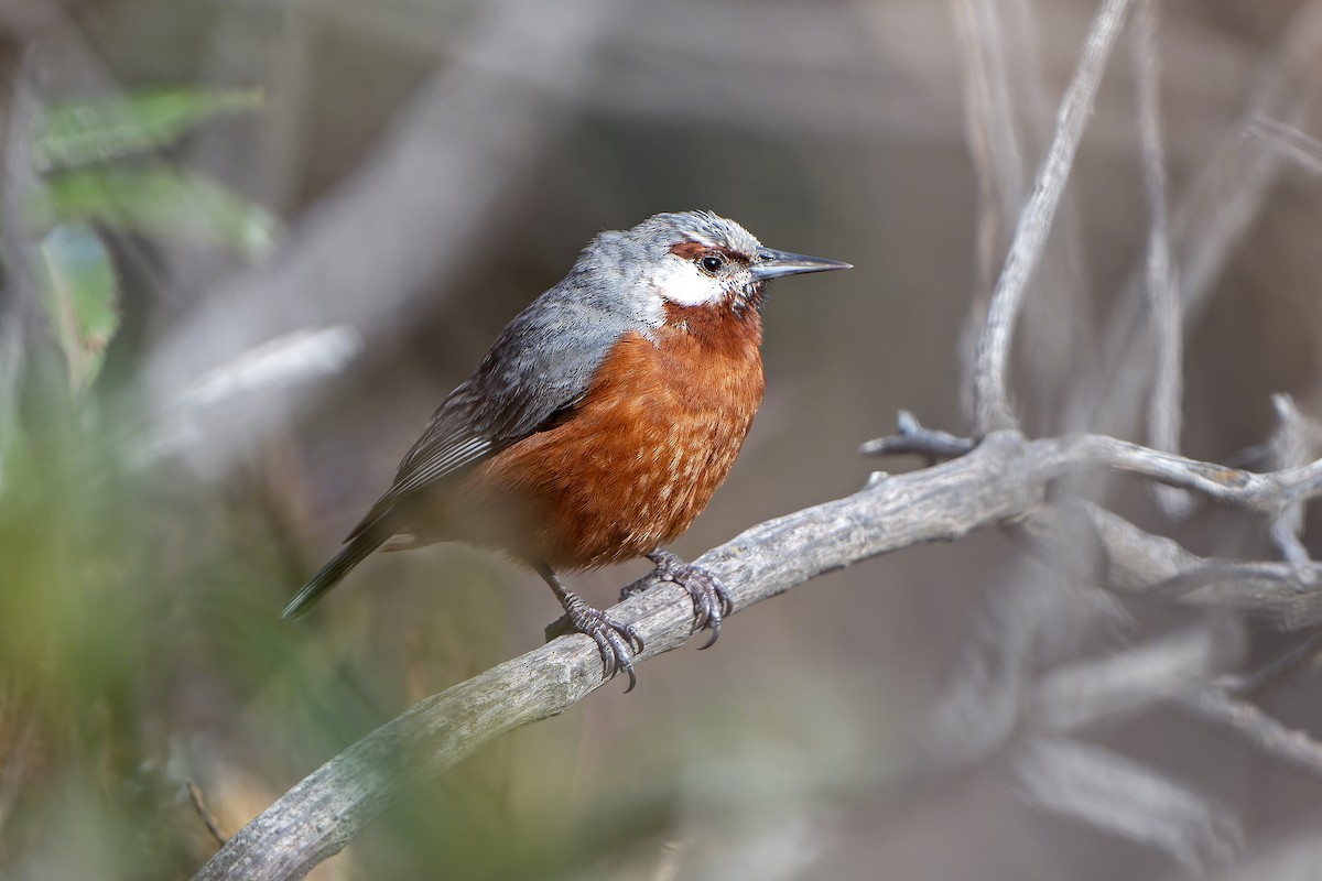 Giant Conebill - ML647230992