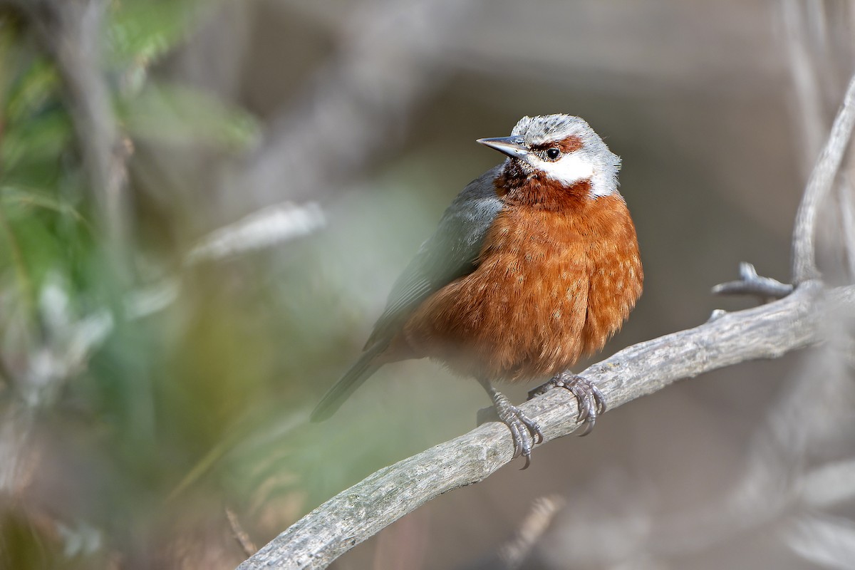 Giant Conebill - ML647230993