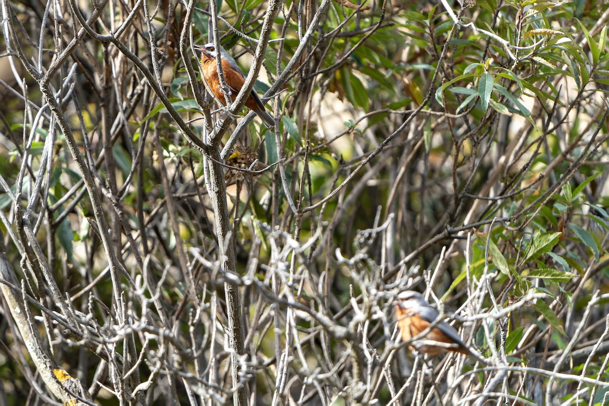 Giant Conebill - ML647230994