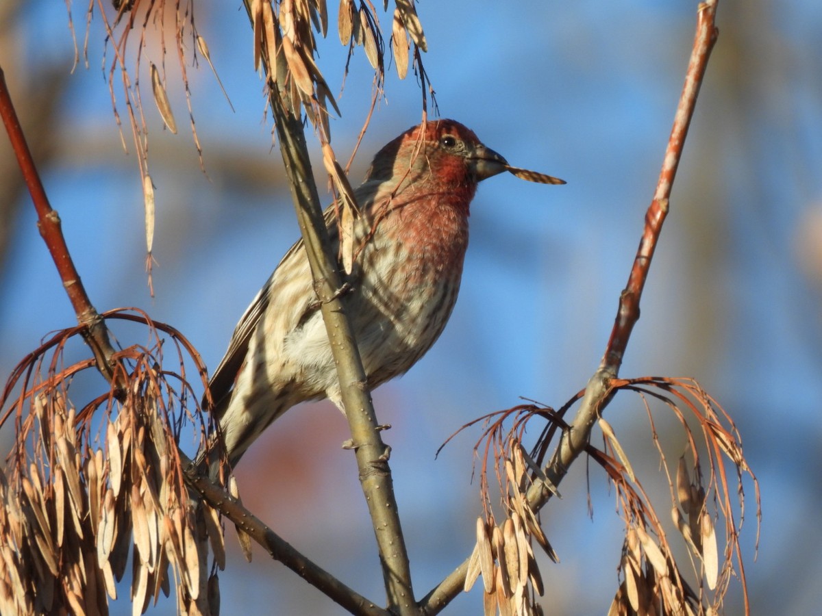 Burugorri arrunta - ML647230996