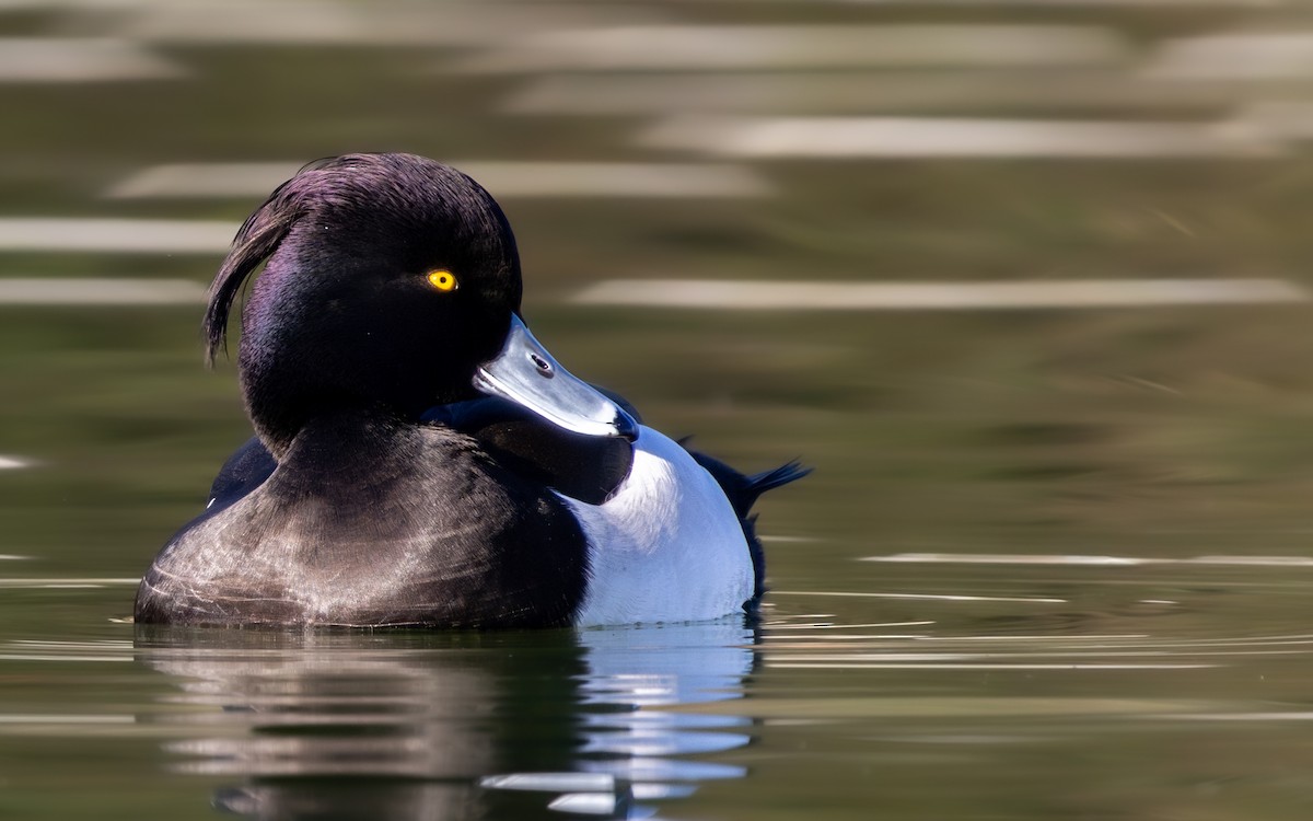 Murgilari mottoduna - ML647230997