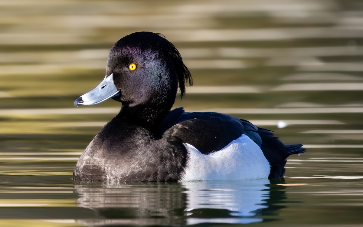 Murgilari mottoduna - ML647230998