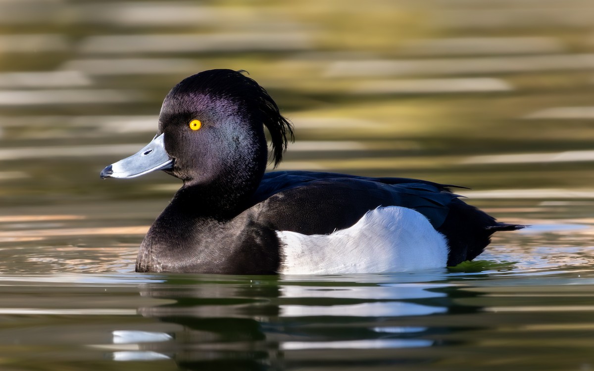 Murgilari mottoduna - ML647230999