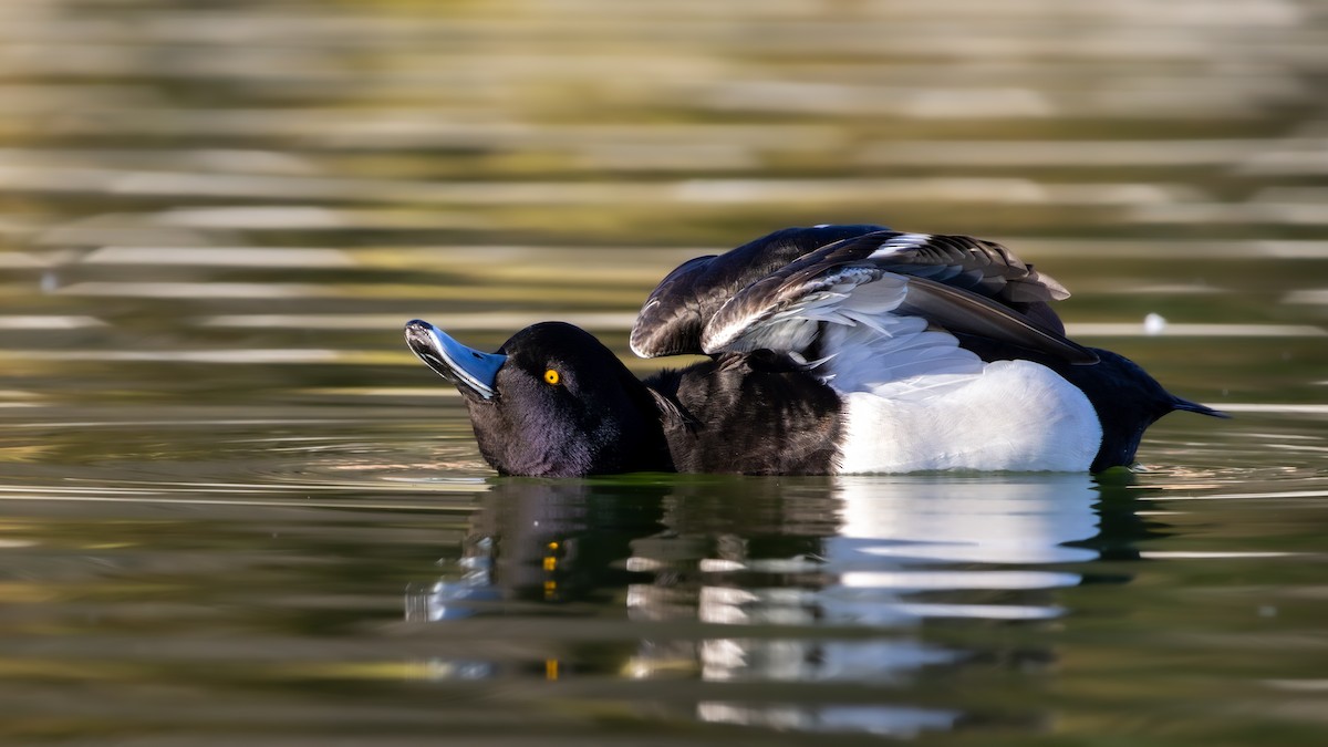 Murgilari mottoduna - ML647231000