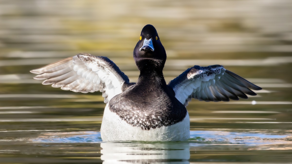 Murgilari mottoduna - ML647231001