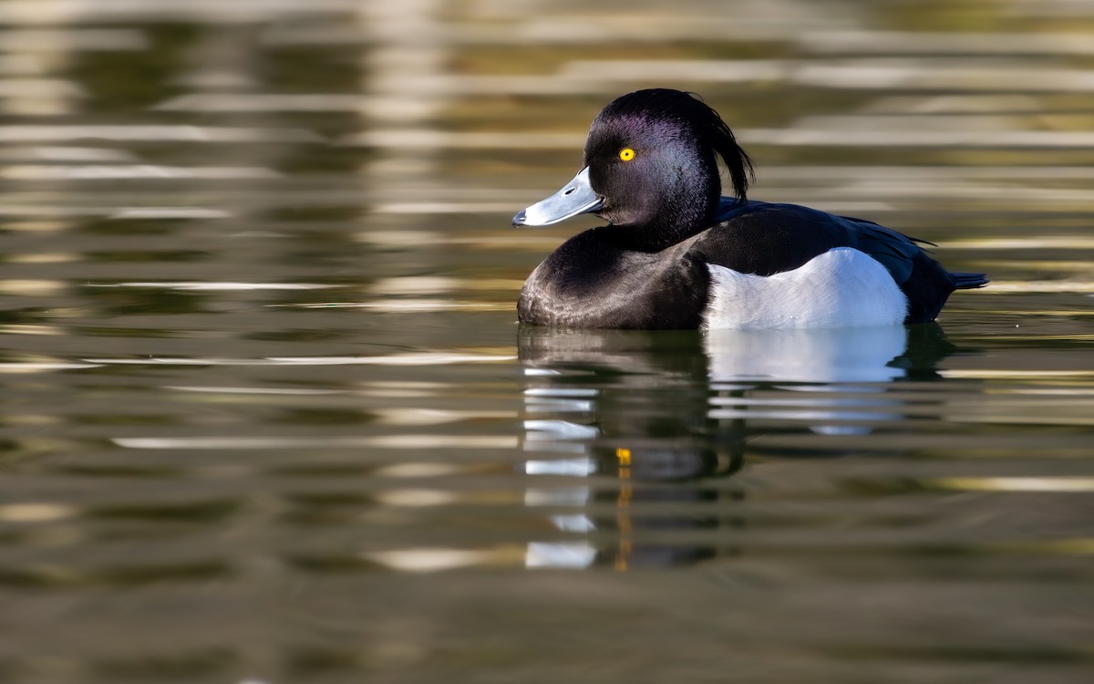 Murgilari mottoduna - ML647231002