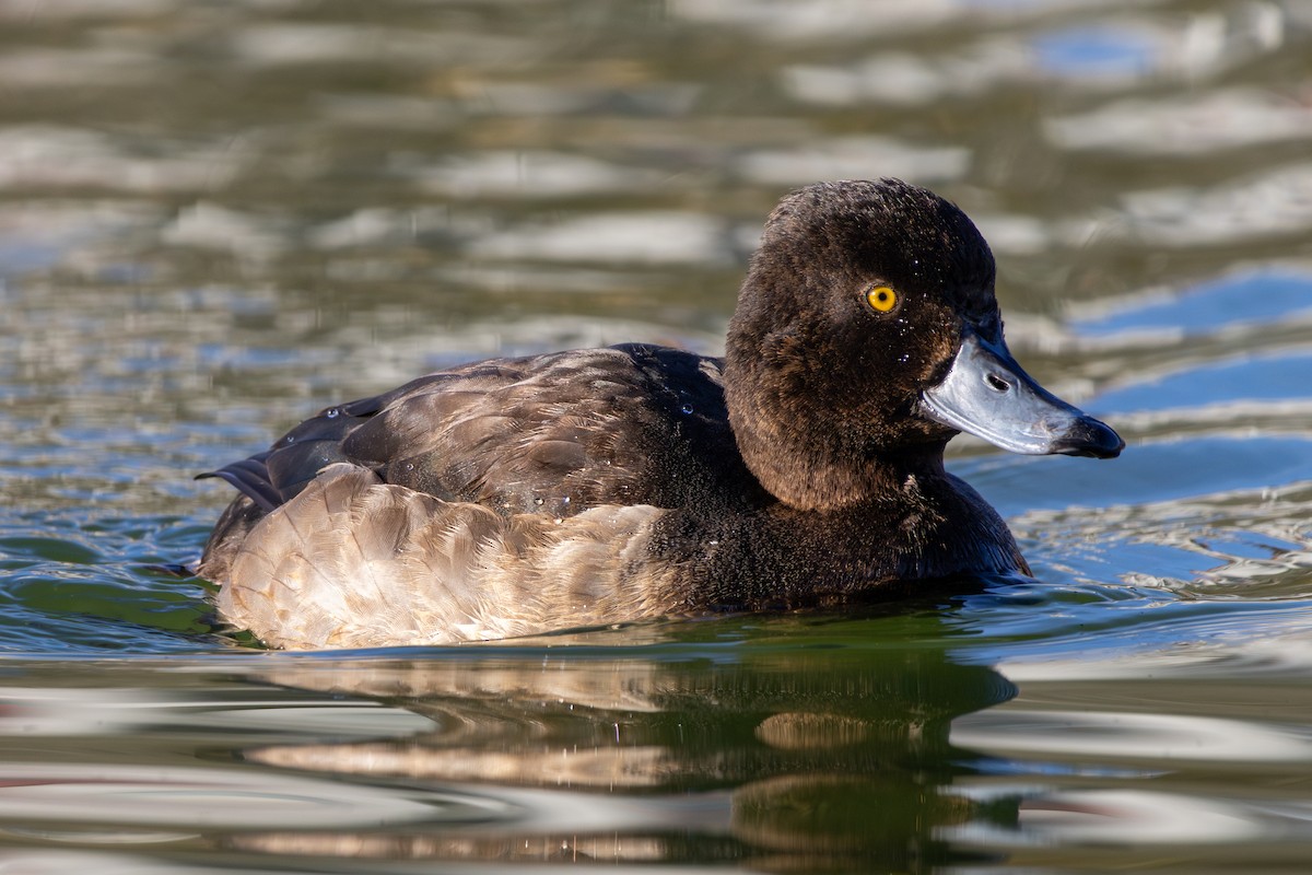 Murgilari mottoduna - ML647231004