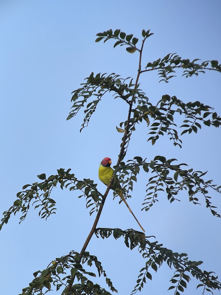 Plum-headed Parakeet - ML647231005