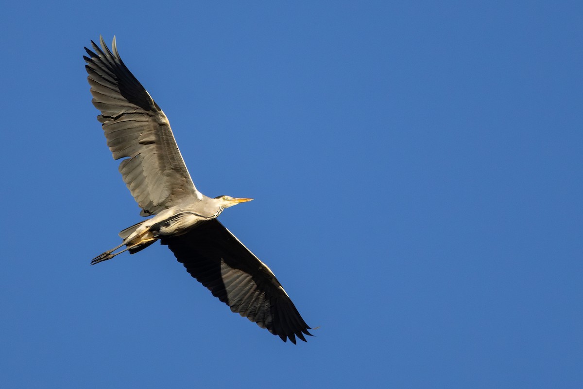 Koartza hauskara - ML647231006