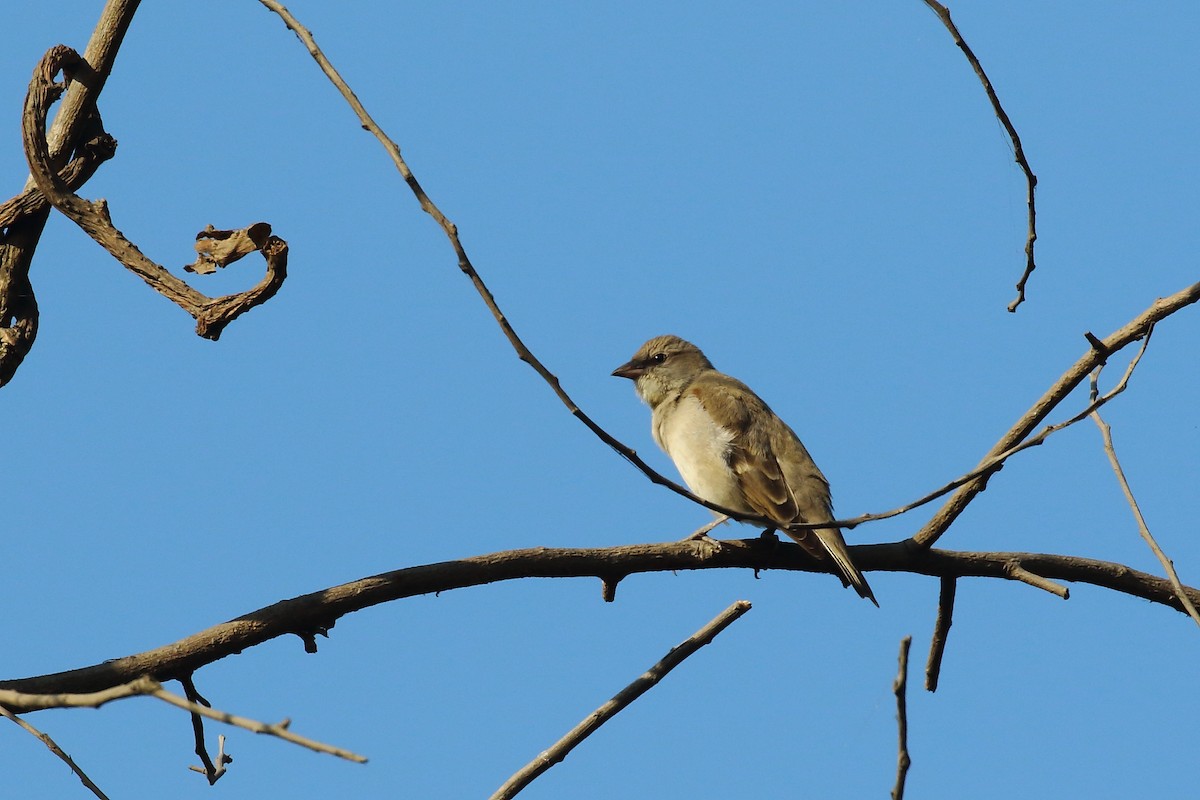 Zuhaixka-txolarre papohoria - ML647231011