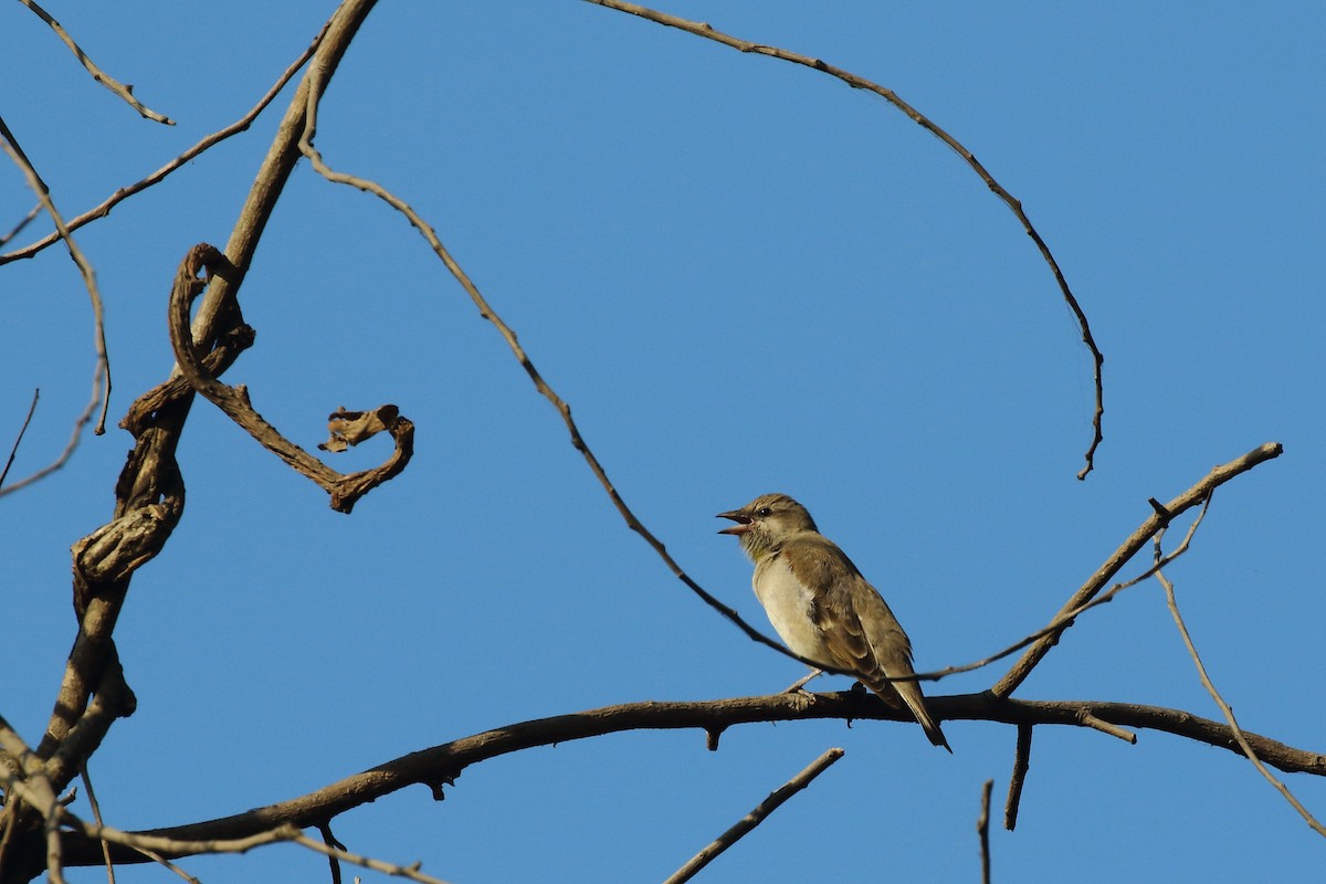 Zuhaixka-txolarre papohoria - ML647231012