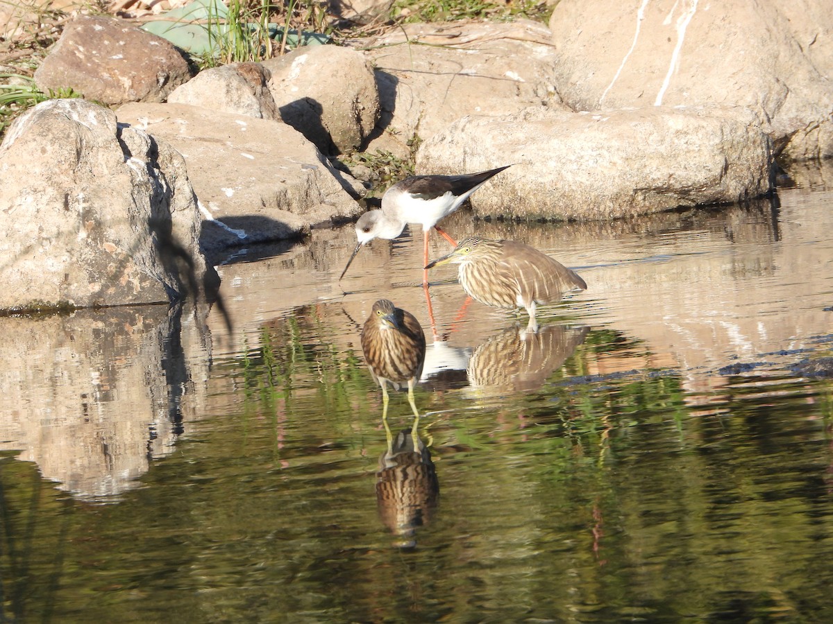 Indian Pond-Heron - ML647231017