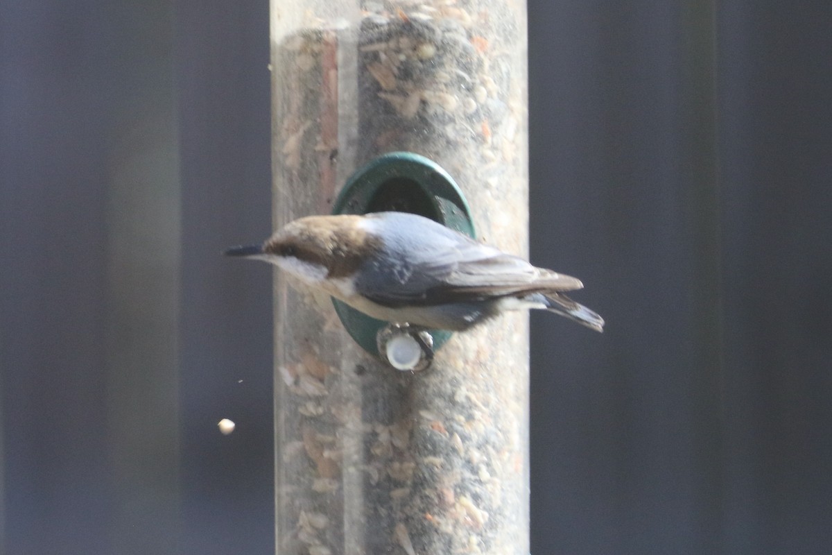 Brown-headed Nuthatch - ML647231018