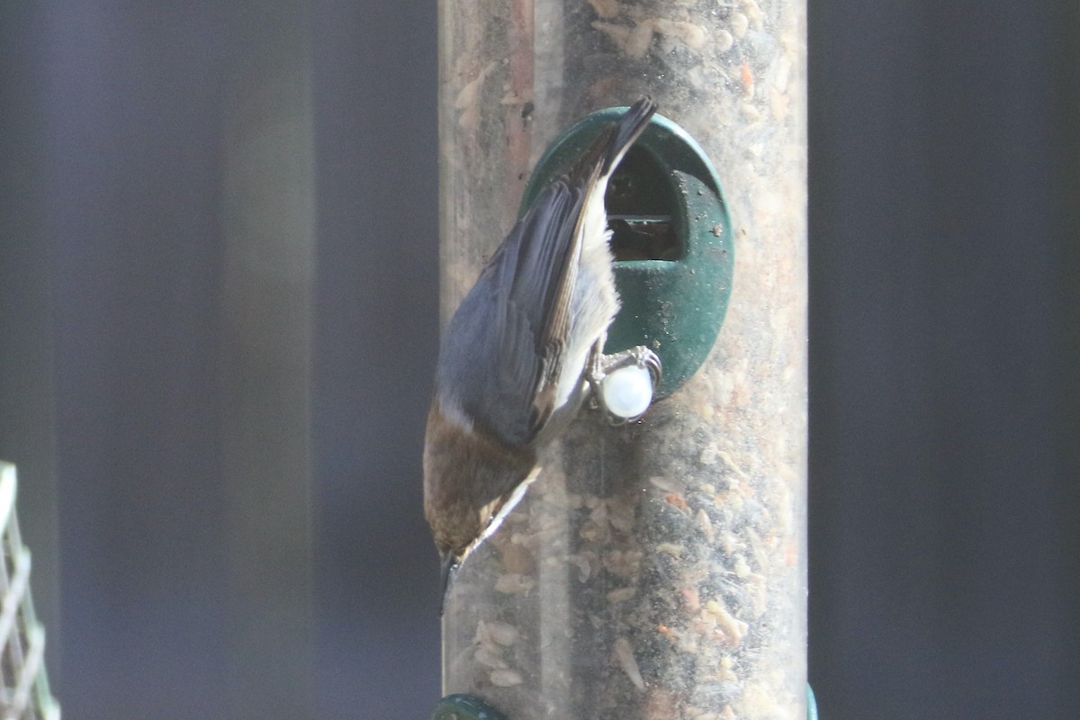 Brown-headed Nuthatch - ML647231019