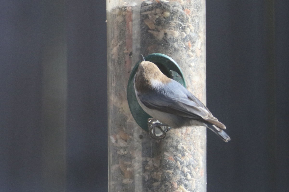 Brown-headed Nuthatch - ML647231023