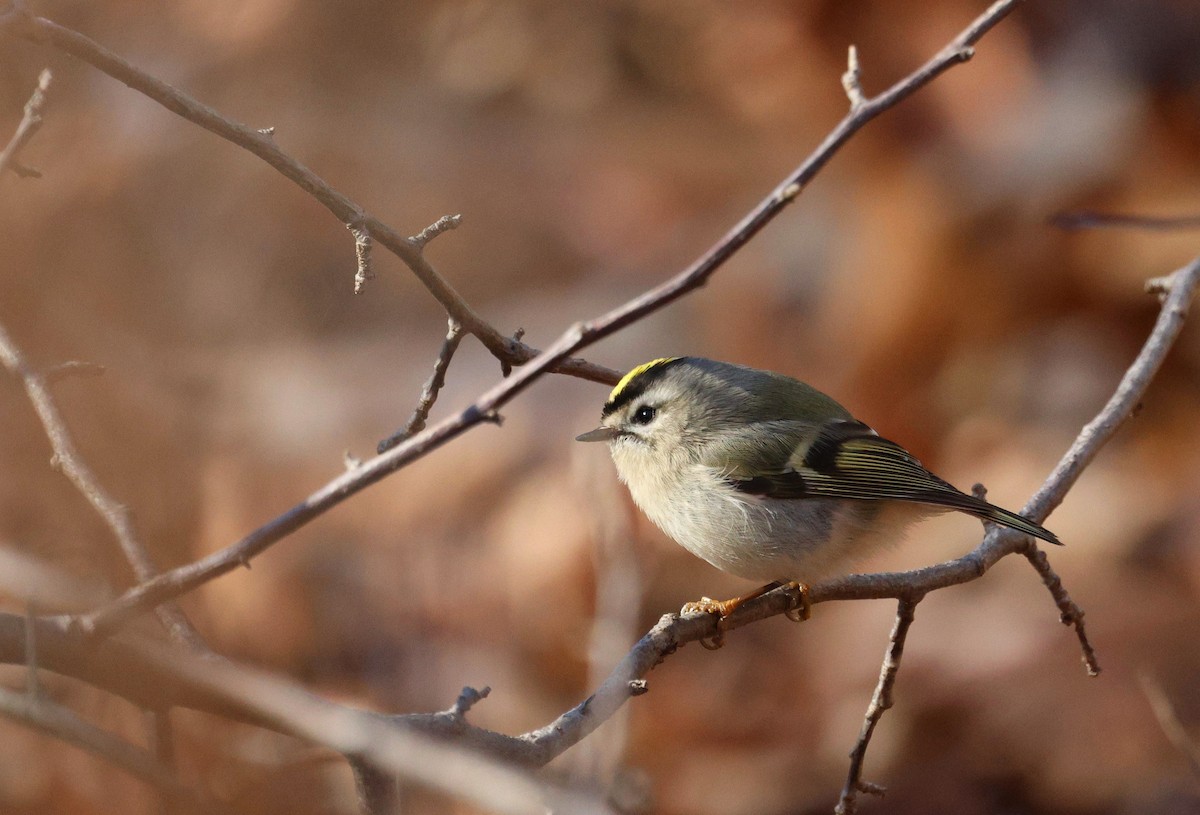 Golden-crowned Kinglet - ML647231024