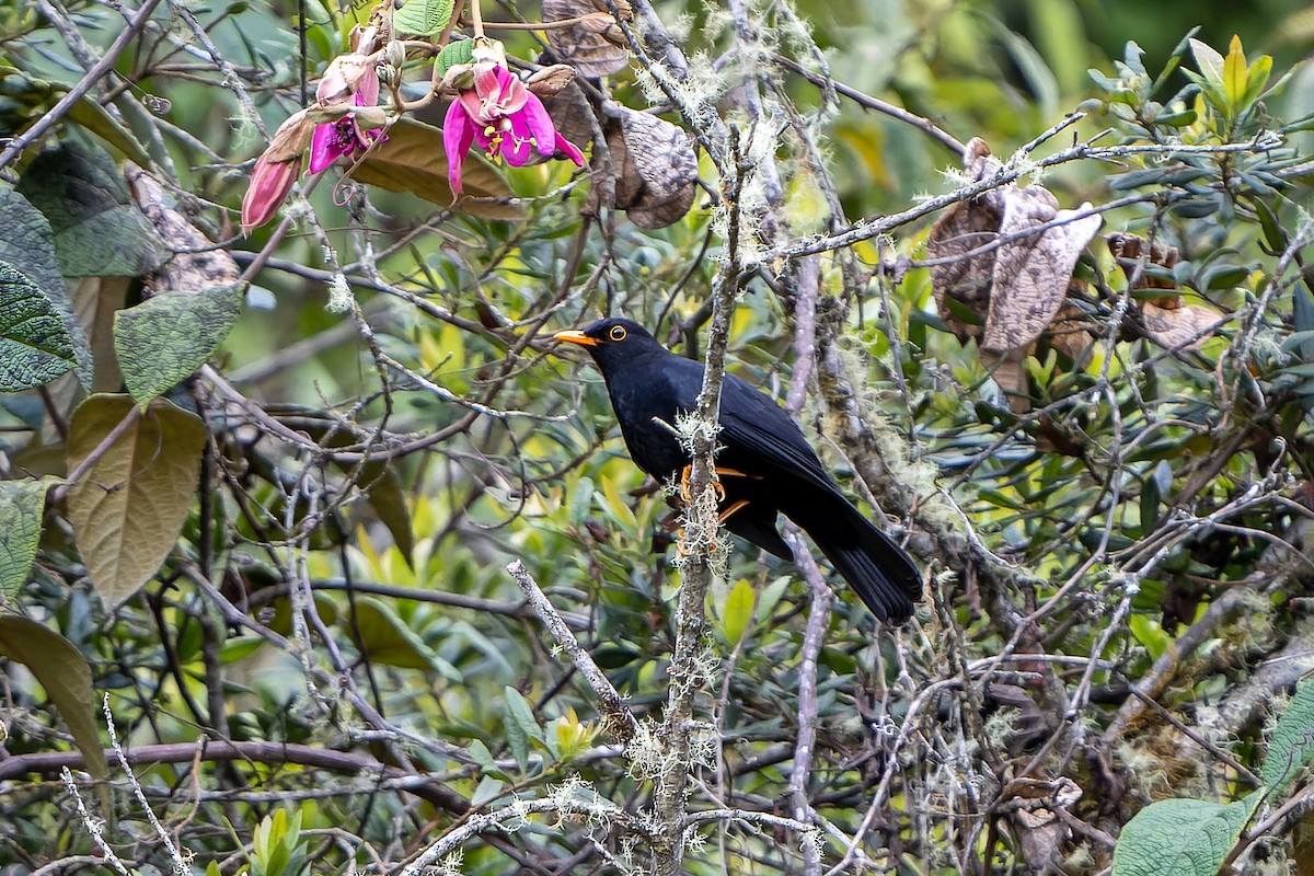 Glossy-black Thrush - ML647231034