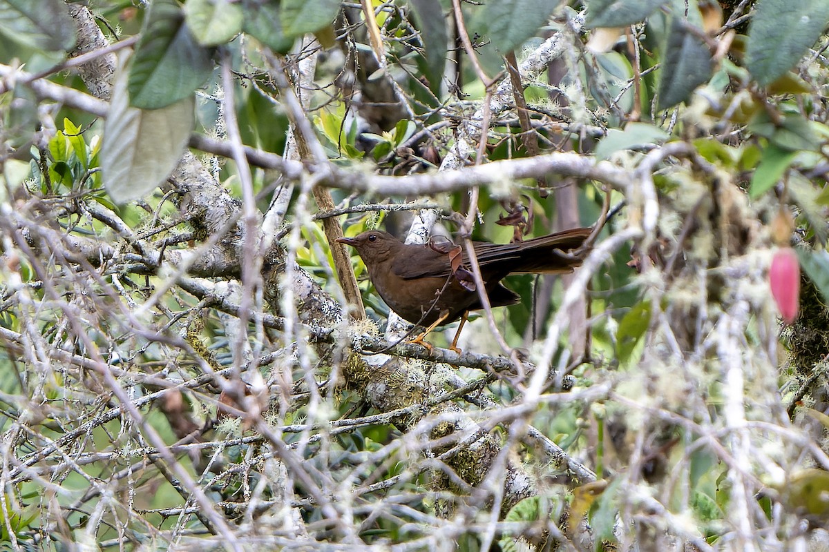 Glossy-black Thrush - ML647231036